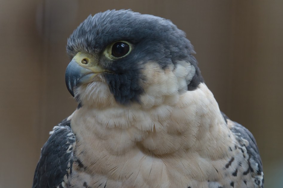 Peregrine Falcon 3